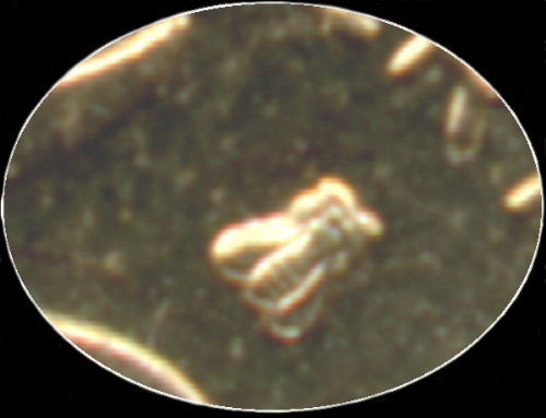 5 centimes Marianne 1997 abeille normale