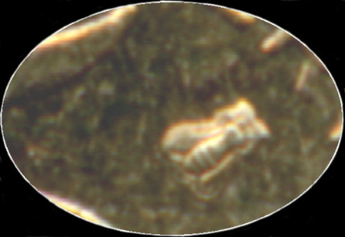 variante 5 centimes Marianne 1997 abeille excentr�e